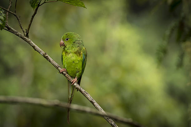 Plain parakeet (Brotogeris tirica) The plain parakeet, (Portuguese: periquito-verde ou periquito-rico), (Brotogeris tirica), is a species of parrot in the family Psittacidae. It is endemic to Brazil. lorikeet stock pictures, royalty-free photos & images