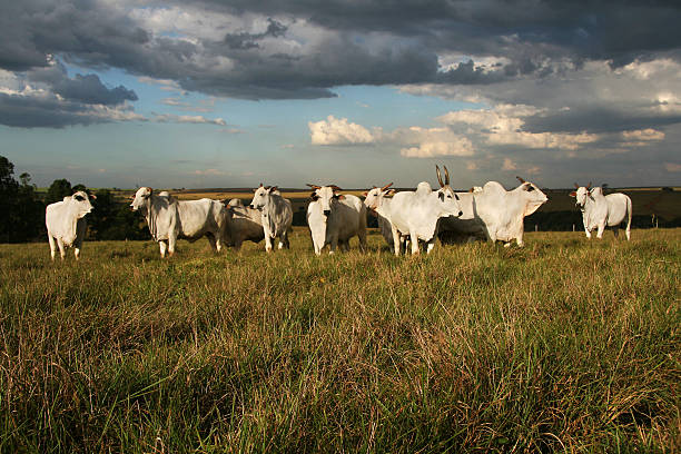 istock Agro-Farm of Boi Nelore 638565116