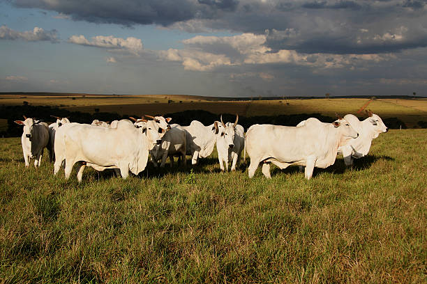 istock Agro-Farm of Boi Nelore 638565300
