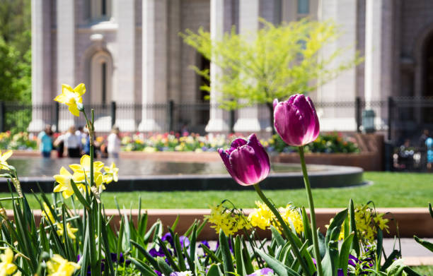 istock flower with the LDS temple in the background 638565480