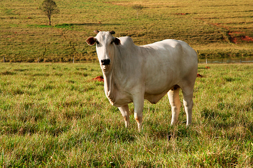 Herd of cattle in a meadow Close-up Herd composed of Charolais and Limousin breeds  La Creuse Limousin France