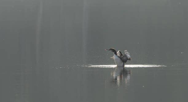 istock Common Loon, Gavia Immer, stands in water, flaps his wings. 638565972