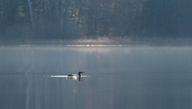 istock Common Loon, Gavia Immer, swims slowly on a lake surface. 638566068