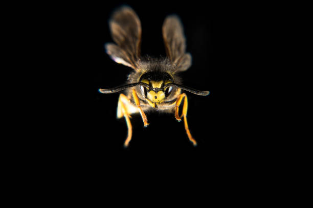 European paper wasp rasping wood fibres for nest building
