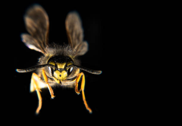 honeybee