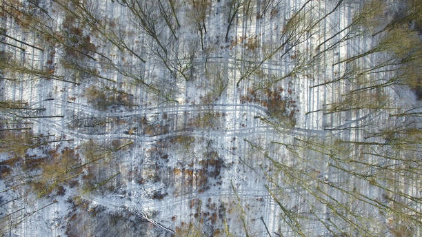 istock aerial view of winter forrest  in germany - top view 638568330