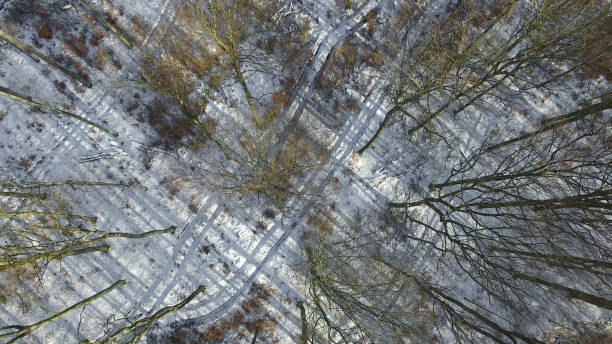 istock aerial view of winter forrest  in germany - top view 638568608
