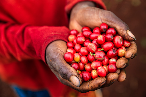 Young African woman showing freshly picked coffee cherries, coffee farm in Kenya, Africa. There are several species of Coffea - the coffee plant. The finest quality of Coffea being Arabica, which originated in the highlands of Ethiopia. Arabica represents almost 60% of the world’s coffee production..