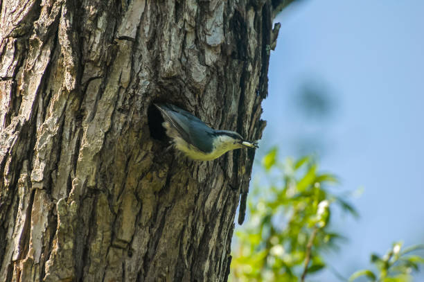 single bird on tree stock photo