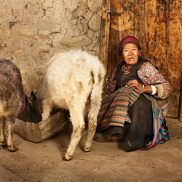 istock Tibetan woman feeding yaks 638570208