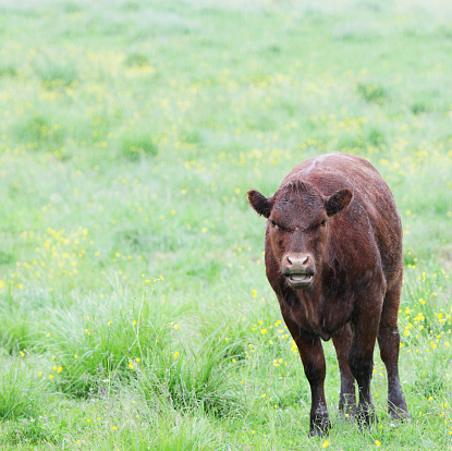 This young brown cow looks very grumpy. Glaring at the camera with her mouth open in a funny facial expression, she appears to be scolding the camera. Maybe she isn't thrilled to be standing in a drenching rain storm downpour in this buttercup-dotted Vermont, USA farm field. Or maybe she is just chewing her cud and got caught at an odd, humorous time... Copy space.