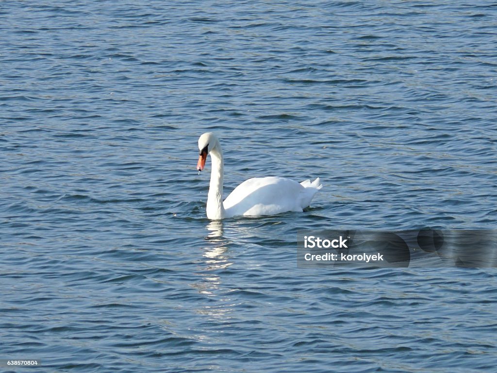 White swan on a pond White swan on a pond quietly basking in the rays of the autumn sun, preparing for departure to warmer country Animal Body Part Stock Photo