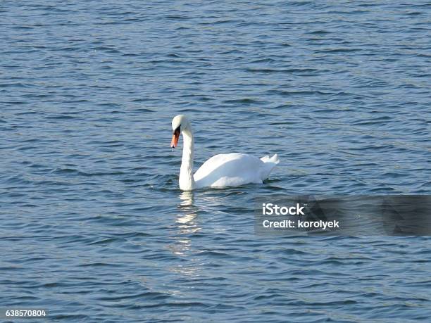 White Swan On A Pond Stock Photo - Download Image Now - Animal Body Part, Animal Wildlife, Bird