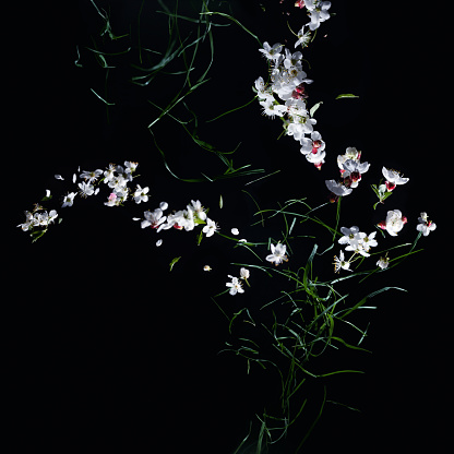 Falling Apricot blossom and grass arranged as an metaphoric ikebana. Studio shot.