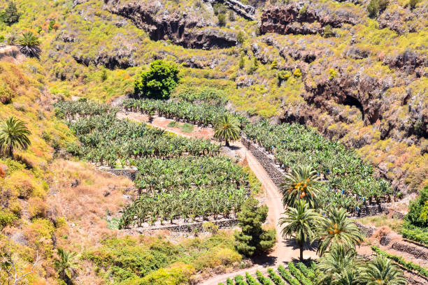 istock Banana Plantation Field 638572978