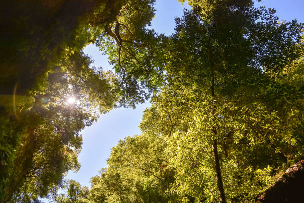 istock Valley in the Canary Islands 638573028