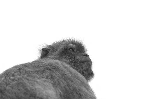 Gibraltar barbary macaque with face in high detail in black and white, isolated against white