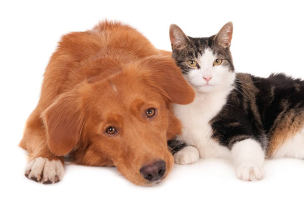 istock Cat and dog in a friendly pose 638575072