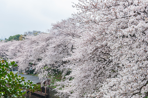 Tokyo, Japan - March 24, 2013: Chidorigafuchi park during the spring season this area is popular sakura spot at Tokyo, Japan.