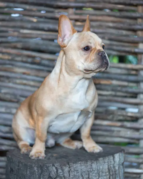 Photo of French Bulldog - Canis lupus familiaris, 6 months old, Portrait