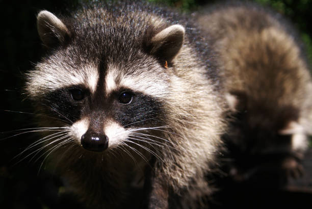 istock Face of a Curious Raccoon 638576870