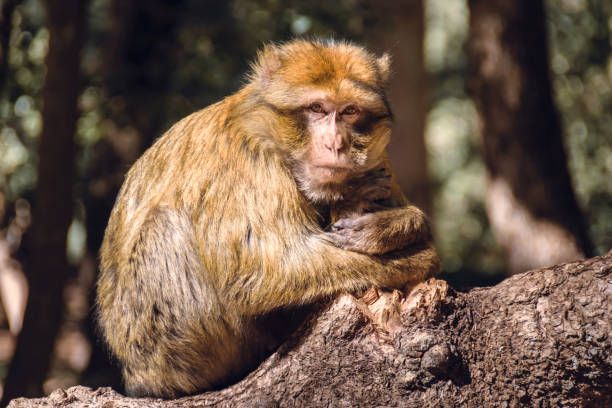 Portrait barbary macaque monkey on a stub, Ifrane, Morocco stock photo