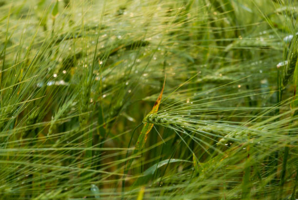 green cropfield stock photo