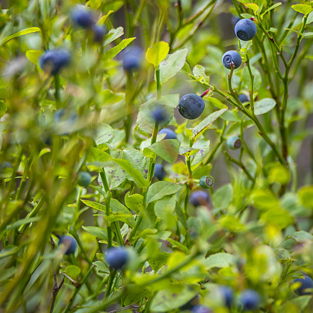 Immature blueberries