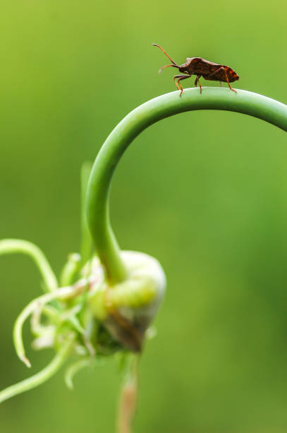wild insect on garlic stock photo
