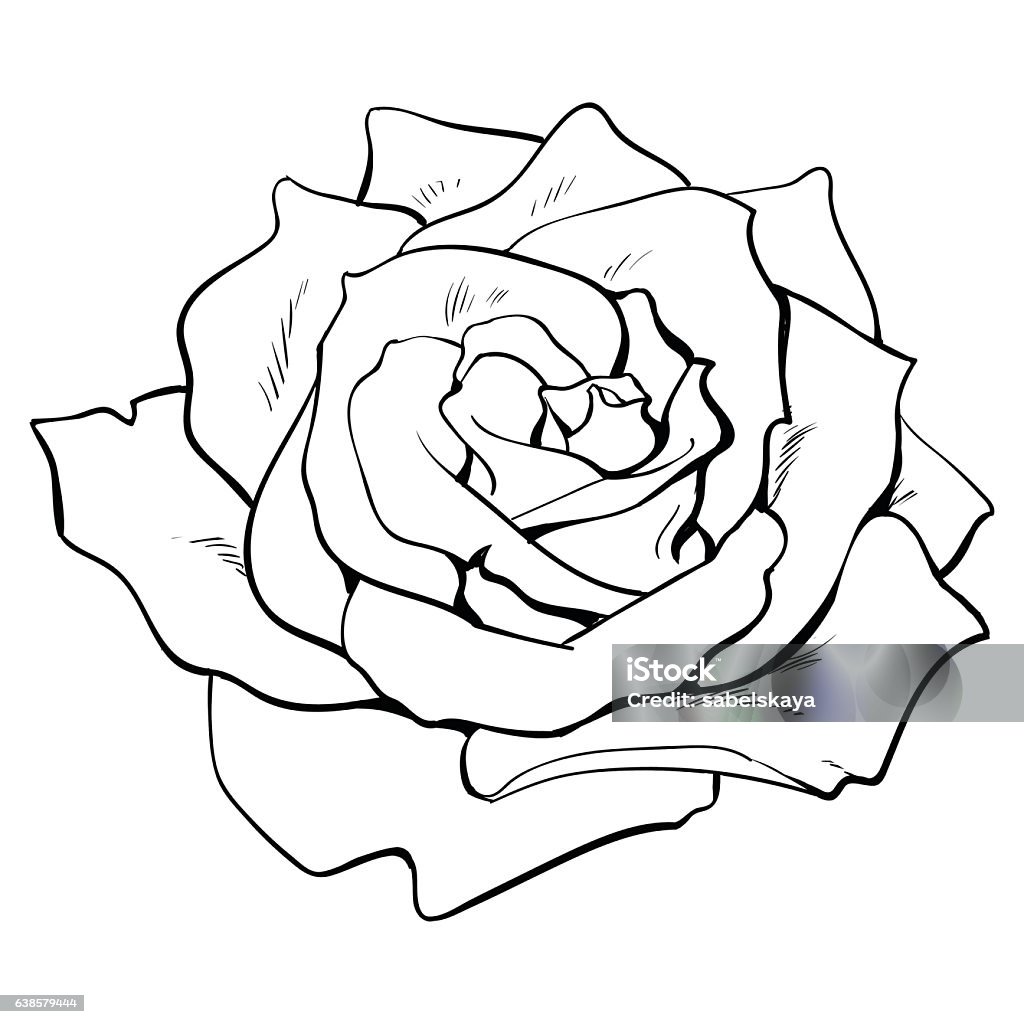 Deep Contour Rose Top View Isolated Sketch Vector Illustration ...