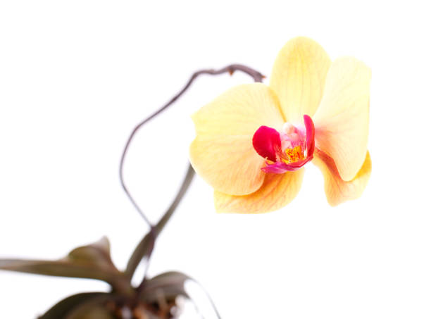 istock Orchid flower branch isolated on white background 638581244