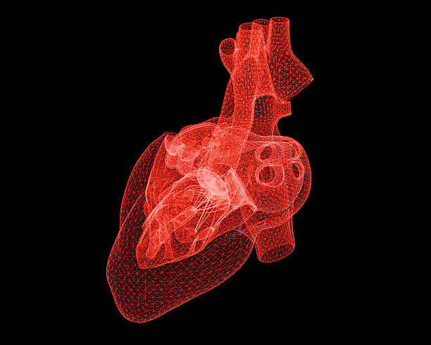 Digital Human Heart stock photo