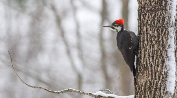 istock Female Pileated Woodpecker on a tree foraging for breakfast. 638581786