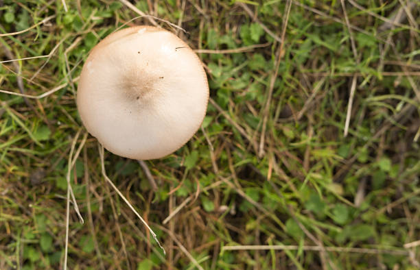 Mushroom in a green meadow of Castilla La Mancha, Spain.