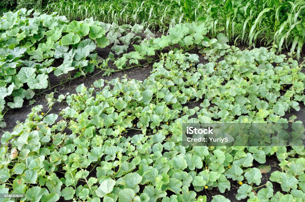 vegetable garden organically cultivated plantation of melon, pumpkin and corn in the vegetable garden Agriculture Stock Photo