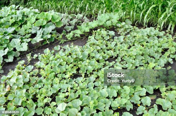 Vegetable Garden Stock Photo - Download Image Now - Agriculture, Cantaloupe, Corn