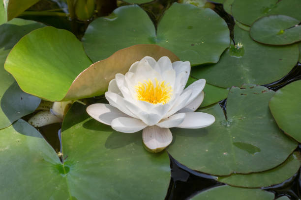 istock Beautiful water lily. Nymphaea alba 638584096