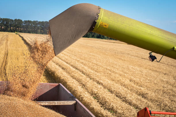 istock Combine harvester in action on wheat field, unloading grains 638586934
