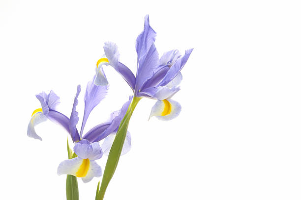 istock Bouquet of iris in a white background 638589370