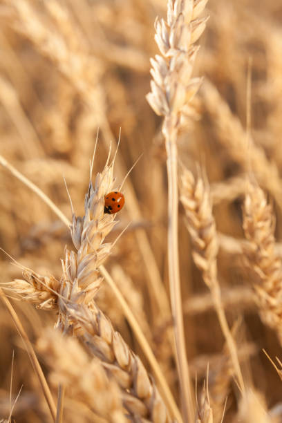 istock Ladybug on wheat closeup.  harvest in the field. ripe 638589662