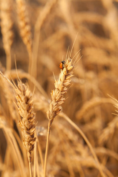 istock Ladybug on wheat closeup.  harvest in the field. ripe 638589710