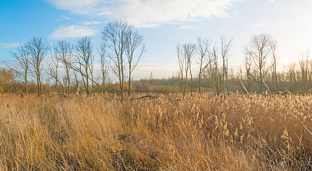 istock Reed in a field in wetland in winter 638591232