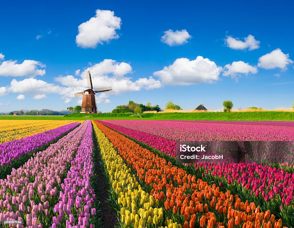 Tulips and Windmill multi-colored tulip fields in front of a Dutch windmill under a nicely clouded sky. Netherlands Stock Photo