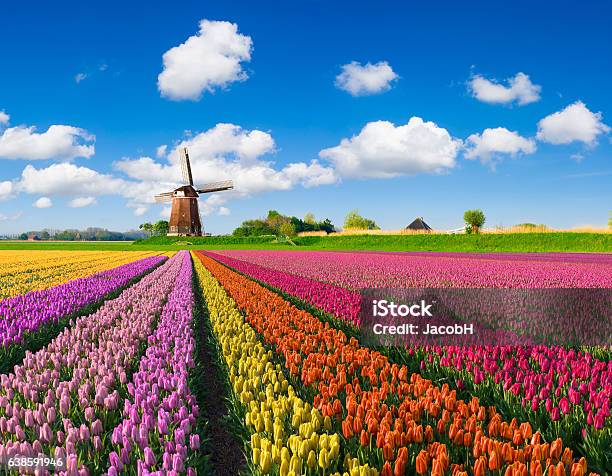 Tulips And Windmill Stock Photo - Download Image Now - Netherlands, Tulip, Agricultural Field
