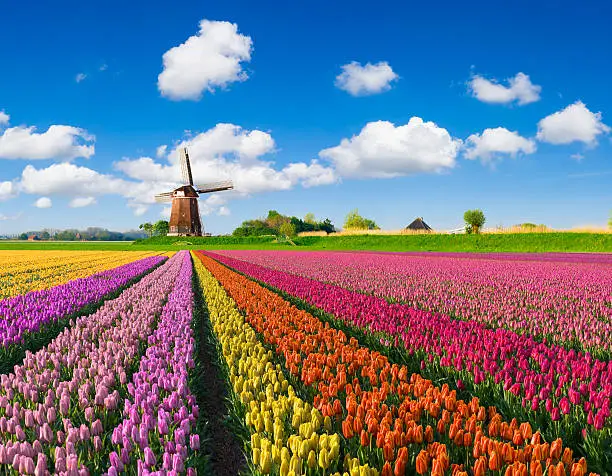 multi-colored tulip fields in front of a Dutch windmill under a nicely clouded sky.