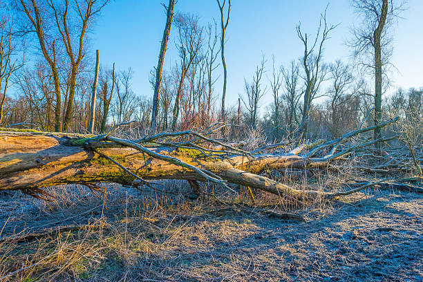 istock Trees and trunks in a frozen field 638592386