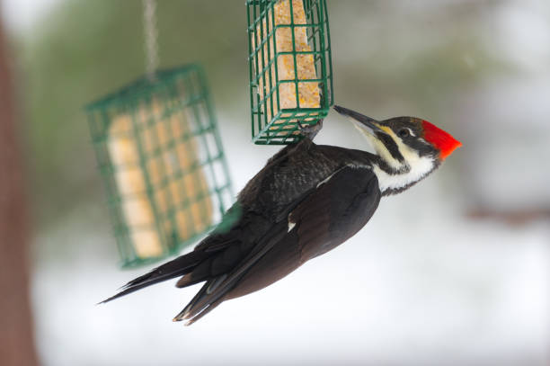 dzięcioł dzięcioł stolarz stolarz(dryocopus pileatus). szuka jedzenia. - pileated woodpecker animal beak bird zdjęcia i obrazy z banku zdjęć