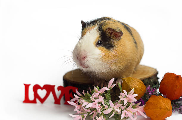 istock Happy guinea pig on a white background 638593812