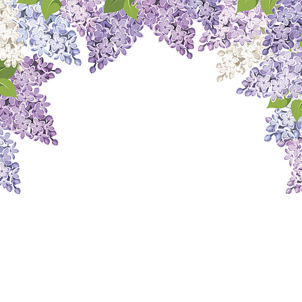 background with lilac flowers. vector illustration. - leylak stock illustrations