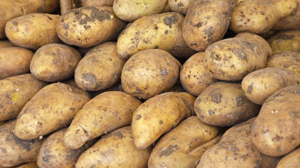 patate  - raw potato farmers market market stall vegetable foto e immagini stock